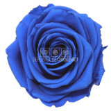 Trandafiri Criogenati PREMIUM DARK BLUE &Oslash;7-8,5cm; set 4 buc/cutie