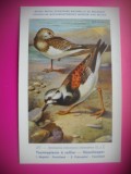 HOPCT 6342 ARENARIA INTERPRES INTERPRES -PASARI DE APA-FAUNA EUROPA-CP CHROMO LITHO -MUZEUL REGAL STIINTE NATURALE BELGIA-NECIRCULATA, Printata
