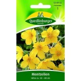Semințe Mentzelia Lindleyi Astrul de Aur plante melifere parfumate