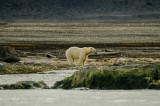 Tablou Canvas, "Urs polar &icirc;n peisaj arctic solitar", Ghiețar, Urs, Solitar, Tăcere, Natură, Frig, Linie, Norvegia, Peisaj, Nordic, 39 x 26 cm, CMCLASS