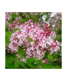 Liliac Syringa microphylla Superba, Ghiveci C2, H 150-200cm, Gradina, Oem