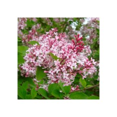 Liliac, Syringa microphylla Superba, Ghiveci C2, H:150-200 (la maturitate)