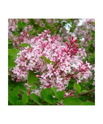 Liliac, Syringa microphylla Superba, Ghiveci C2, H:150-200 (la maturitate) foto