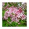 Liliac, Syringa microphylla Superba, Ghiveci C2, H:150-200 (la maturitate)