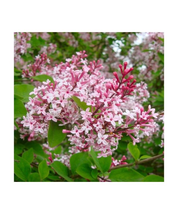 Liliac, Syringa microphylla Superba, Ghiveci C2, H:150-200 (la maturitate)