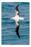 Tablou Canvas, "Albatros survol&acirc;nd oceanul albastru", Imens, Grațios, Albatros, Ocean, Zbor, Libertate, Aripi, Apă, Natură, Magnific, 26 x 39 cm, CMCL