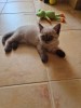 Motanei British Shorthair