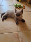 Motanei British Shorthair