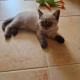 Motanei British Shorthair