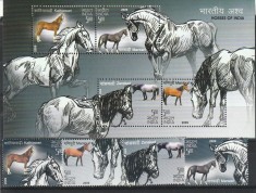 Fauna,cai de rasa ,India .
