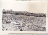 Bnk foto Delta Dunarii - peisaj, Alb-Negru, Romania de la 1950, Natura