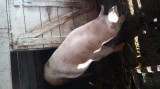 Porci grasi