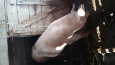 Porci grasi