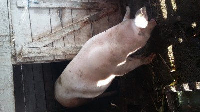 Porci grasi foto