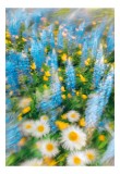 Tablou Canvas cu Flori Multicolore &icirc;n Grădină, 26 x 39 cm, CMCLASS