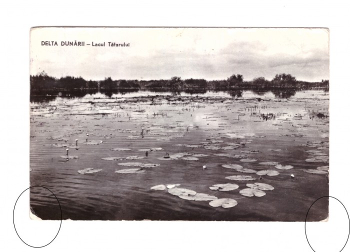 CP Delta Dunarii - Lacul Tatarului, RPR, circulata 1965, stare buna