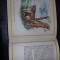 LUCIAN MAN,MIC ATLAS CINEGETIC ROMANESC,MAMIFERE/30 PLANSE COLOR/1977,T.GRATUIT