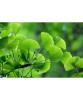 Ginkgo Biloba (Arborele Pagodelor) 25-35cm, Rădăcină Liberă - Rezistent la Poluare, Ideal Oraș &amp; Grădină