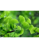 Ginkgo Biloba , Arborele Pagodelor , 25-35 cm , radacina libera, Oem