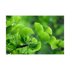 Ginkgo Biloba , Arborele Pagodelor , 25-35 cm , radacina libera