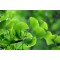 Ginkgo Biloba , Arborele Pagodelor , 25-35 cm , radacina libera