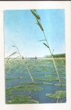 RF145 - Carte Postala - Delta Dunarii, circulata 1962