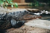 Tablou Canvas, "Odihna unui crocodil la mal", Scuter, Reptilă, Imobilitate, Textură, Relaxare, Apă, Habitat, Natură, 39 x 26 cm, CMCLASS