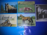 HOPCT LOT NR 411 CAI -FAUNA -5 CARTI POSTALE-NECIRCULATE