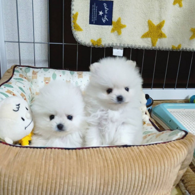 Pomeranian mini toy foto