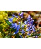 Gloria Zapezii Scilla, Bifolia, Albastru, 5/+, 1 Bulb, Oem