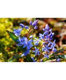 Gloria Zapezii Scilla, Bifolia, Albastru, 5/+, 1 Bulb