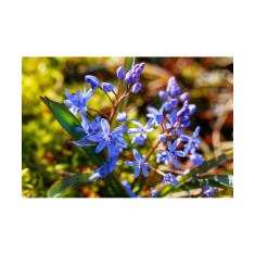 Gloria Zapezii Scilla, Bifolia, Albastru, 5/+, 1 Bulb