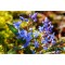 Gloria Zapezii Scilla, Bifolia, Albastru, 5/+, 1 Bulb