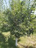 Vand prune