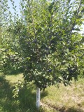 Vand prune