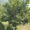 Vand prune