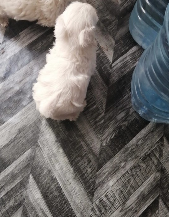 Bichoni maltese-frise