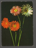 CPIB 20222 CARTE POSTALA - FELICITARE - GERBERA