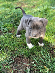 Amstaff blue pui foto