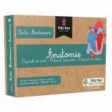 Lectii Montessori. Anatomie - Organe de simt, sistemul respirator, sistemul circulator |