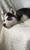 Caine Husky, Pedigree