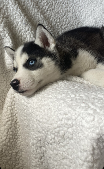 Caine Husky