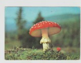 bnk cp Ciuperci - Palaria sarpeului - circulata - marca fixa