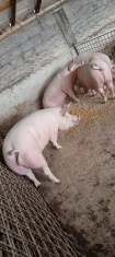 Vand porci foto