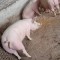 Vand porci