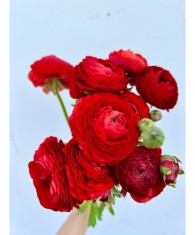 Piciorul Cocosului Ranunculus, Red, Rosu, 10/+, 1 Bulb