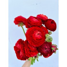 Piciorul Cocosului Ranunculus, Red, Rosu, 6/7, 1 Bulb