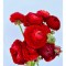 Piciorul Cocosului Ranunculus, Red, Rosu, 6/7, 1 Bulb