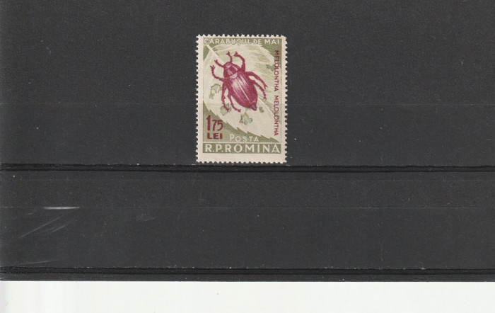 Carabus culoare schimbata 1956 ,nr lista 413a , Romania.