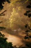 Tablou Canvas, "Pădurea &icirc;nvăluită &icirc;n ceață aurie", Natură, Verdeață, Lumină, Ceață, R&acirc;u, Pădure, Reflexie, Tranquilitate, Peisaj, Seară, 26 x 39 cm, C